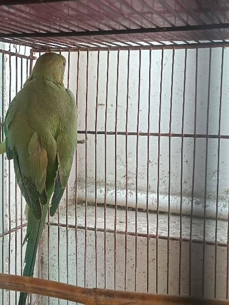 green ringneck parrot 2