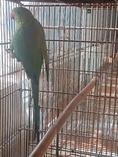 green ringneck parrot 3