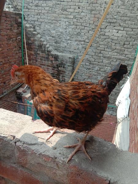 desi chuza ha urgent   for sale 1