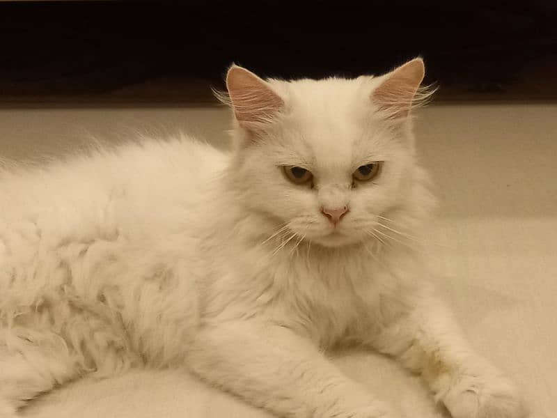 persian cat tripple coat 2