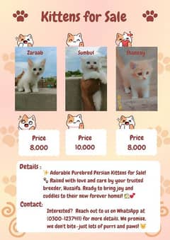 Persian Male kittens for sale