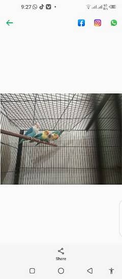 all birds for sale location Lahore 0