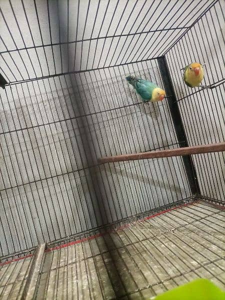 all birds for sale location Lahore 1