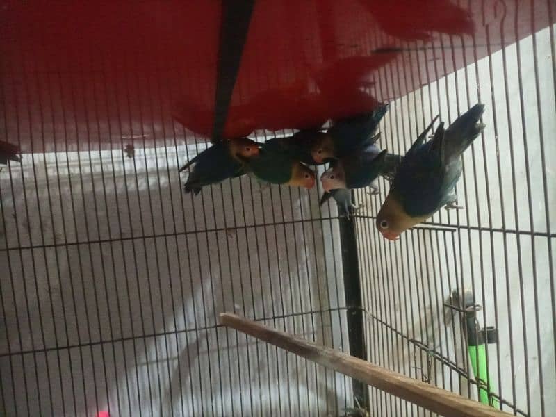 all birds for sale location Lahore 3