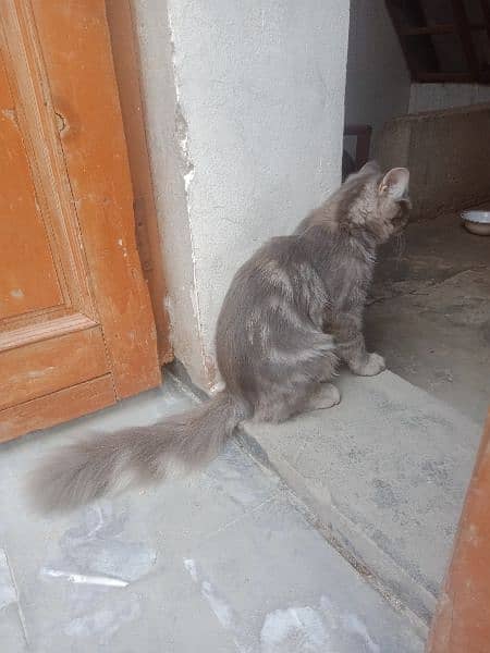 Persian Male cat 1