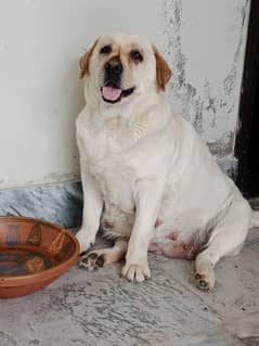 PEDIGREE SHOW WINNER PARENTS 03490591619 0