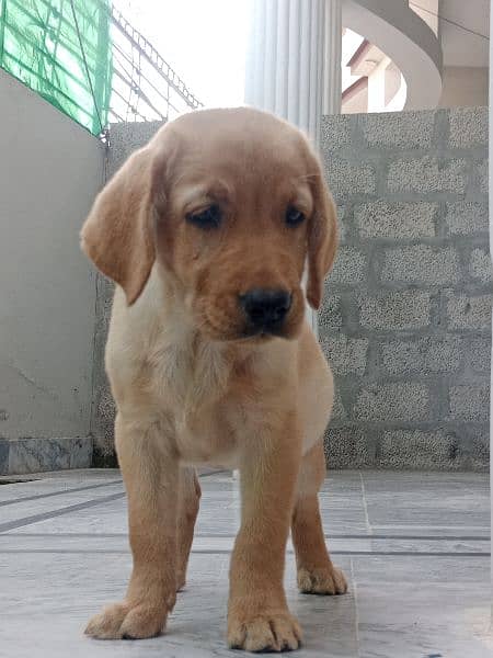 PEDIGREE SHOW WINNER PARENTS 03490591619 4