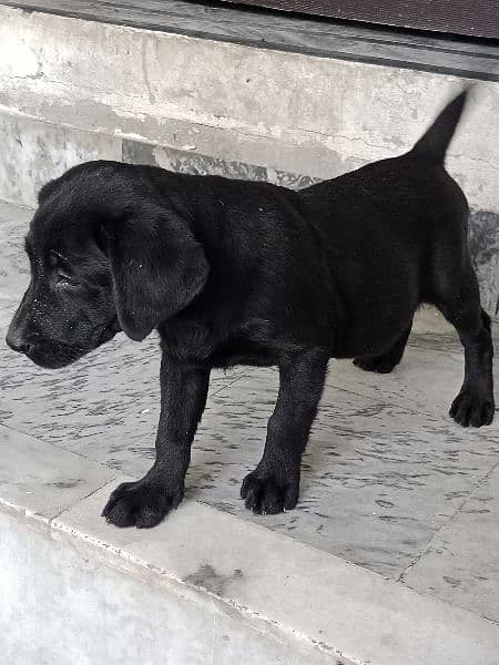 PEDIGREE SHOW WINNER PARENTS 03490591619 8