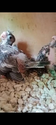 cocktail parrot chicks