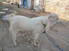 Gulabi Bakra 0