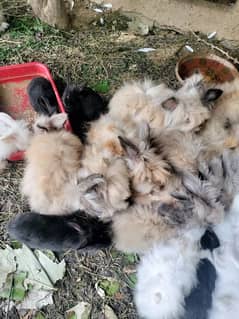 Angoora Rabbits for sale