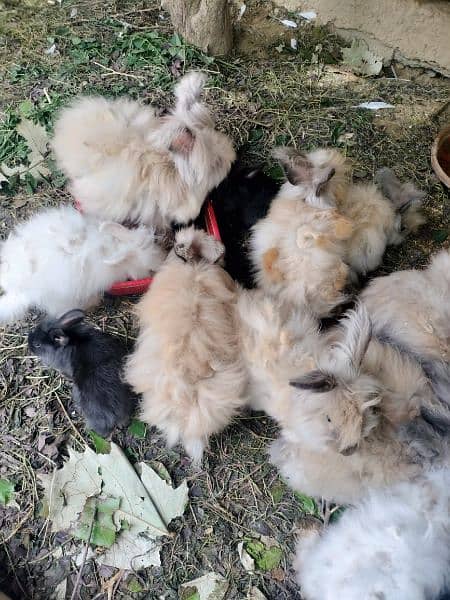 Angoora Rabbits for sale 1