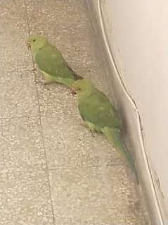 Green Parrot Pair for Sale