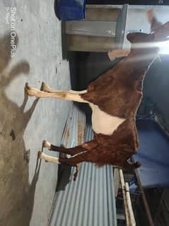 bakri for sale