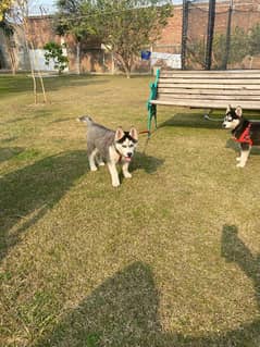 Siberian husky Dog Male Female Age 12 Month Active And Healthy 0