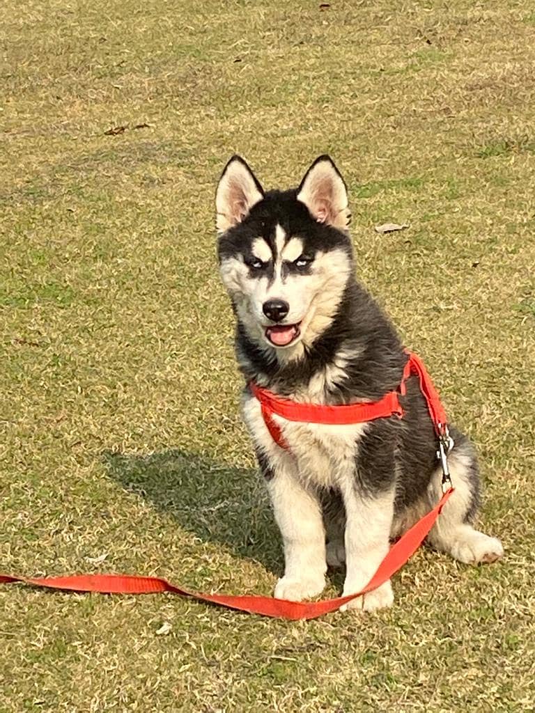 Siberian husky Dog Male Female Age 12 Month Active And Healthy 1