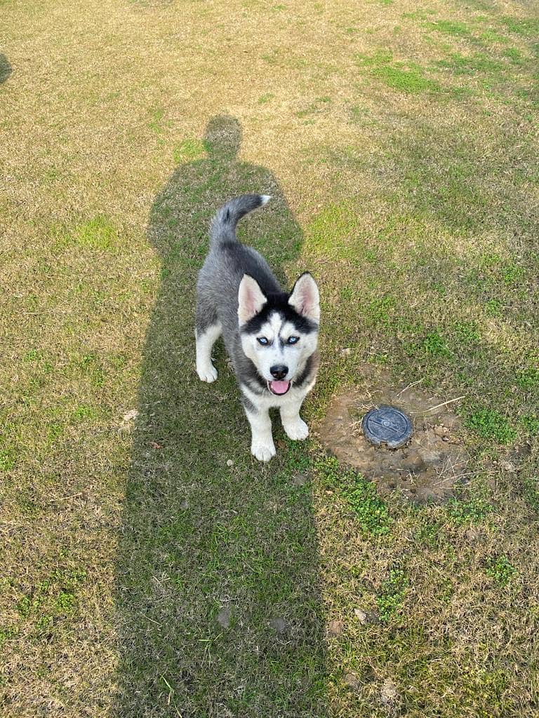 Siberian husky Dog Male Female Age 12 Month Active And Healthy 2