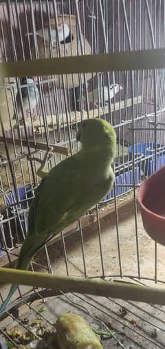 Ringneck Female (parrot/Tota)