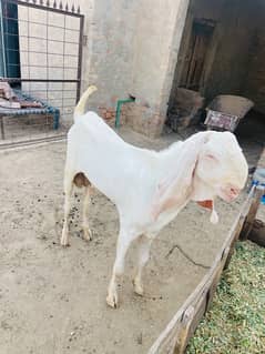 breeder bakra pure rajanpur