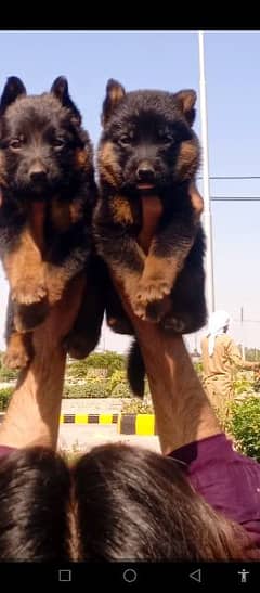 German shepherd double coat pair available for sale age 40 days