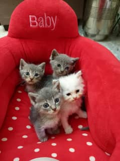 Persian Kittens