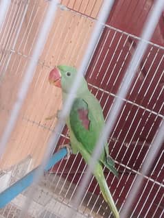 Raw parrot with cage