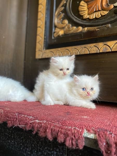 Persian cat persian kittens 3