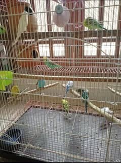 Australian budgies