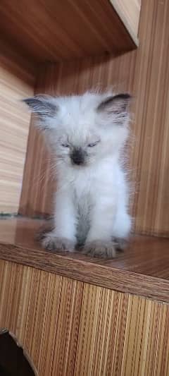 Cute Persian Kitten 0