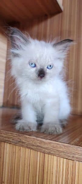 Cute Persian Kitten 1