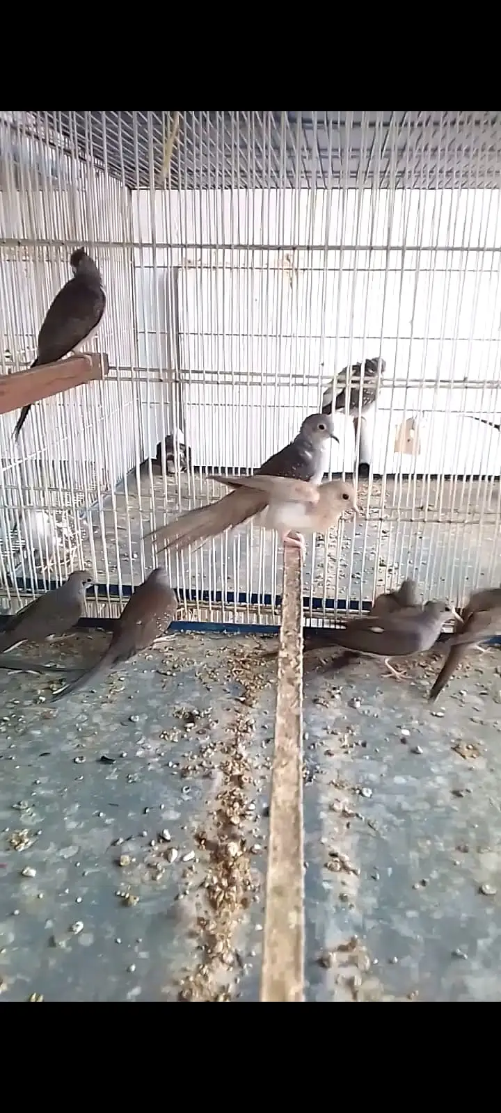 Diamond Pied Doves (pathay) — photo 2