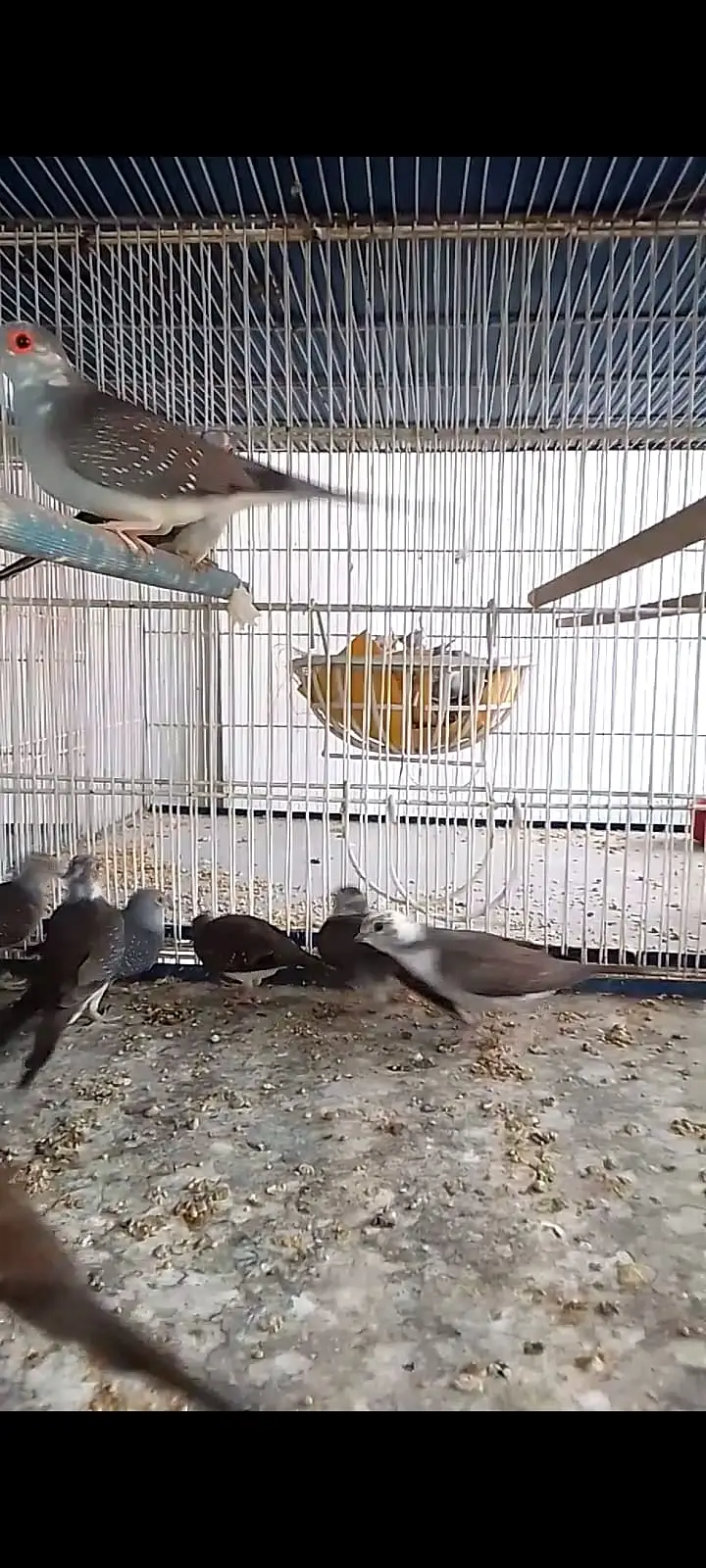 Diamond Pied Doves (pathay) — photo 3
