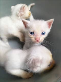 Persian Cross kittens