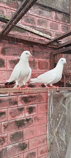 kalduma pigeon pair