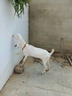 Rajanpuri goat | Rajanpuri Ghulabi beathle | nagra | bakri for sale