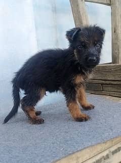 German shepherd puppies for sale