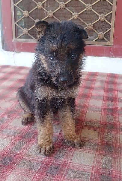 German shepherd puppies for sale 1