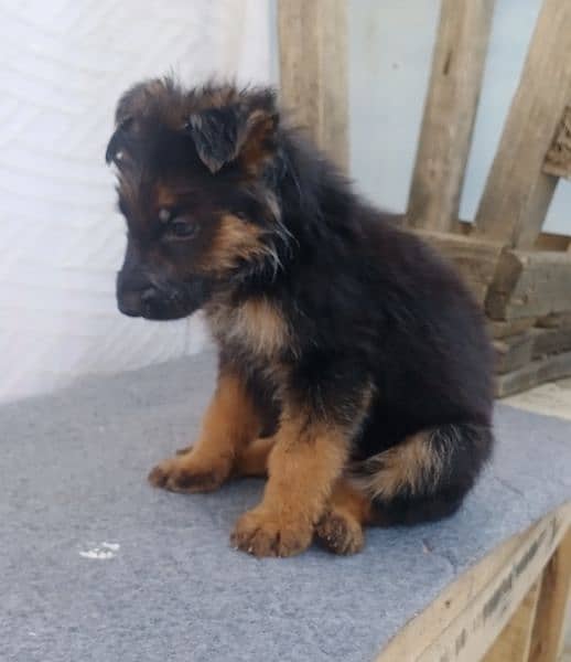 German shepherd puppies for sale 4