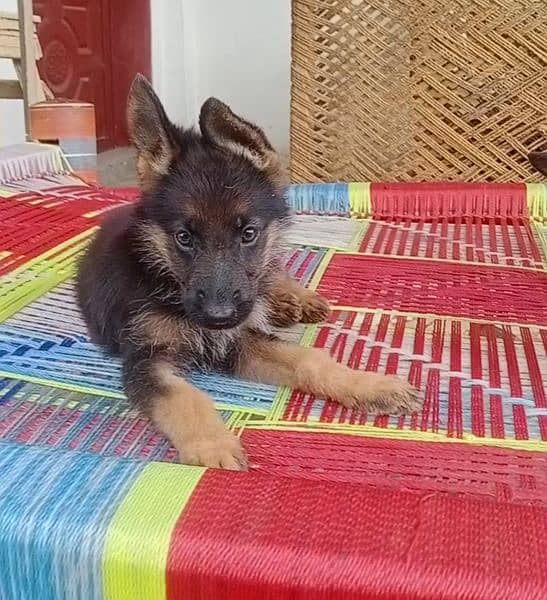 German shepherd puppies for sale 9