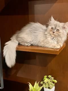 persian cat 2 month babe 0