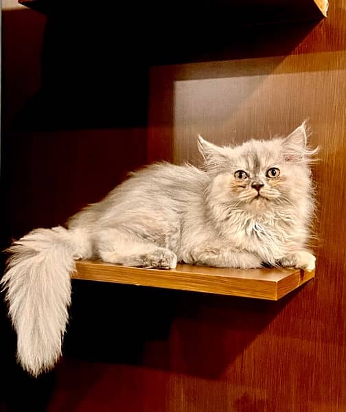 persian cat 2 month babe 1