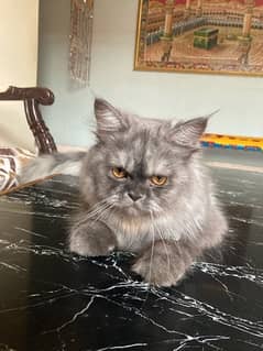 pure breed cat gray colour male age 9 months only sukkur sindh