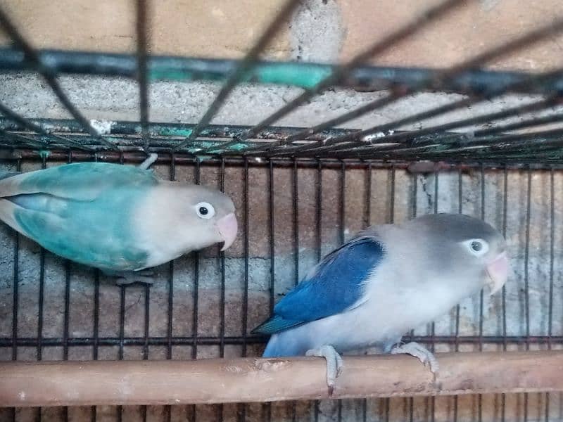 love bird/ blue euwing opline/ lutino 2