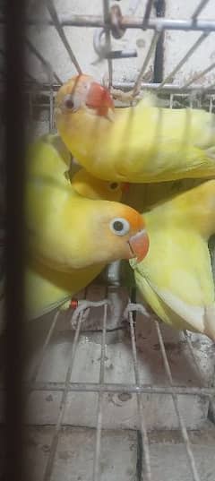 love bird adult pathy for sale