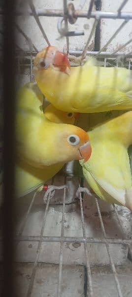 love bird adult pathy for sale 0