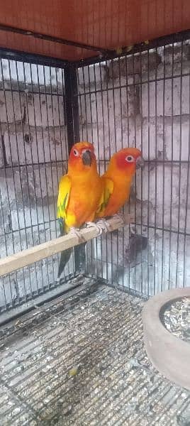 love bird adult pathy for sale 1