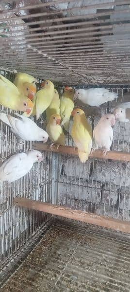 love bird adult pathy for sale 3