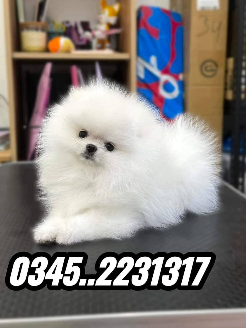 Pomeranian shops puppy olx