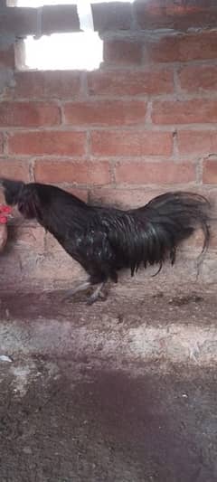 Ayam cemani male