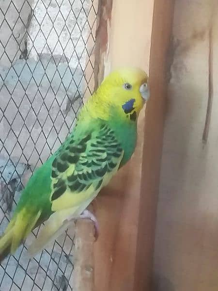 Australian parrot 3